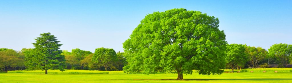 大きな木の写真